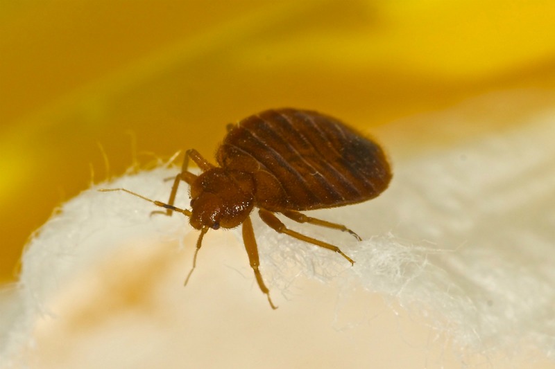 A bed bug