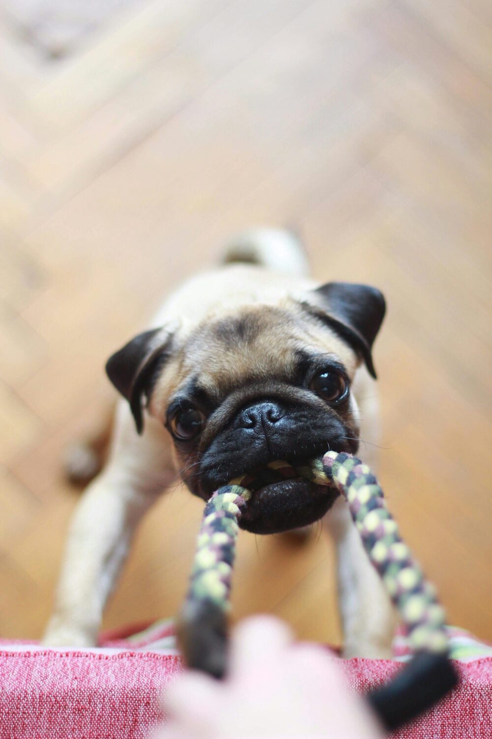 Dog with chew toy to help sleep through the night