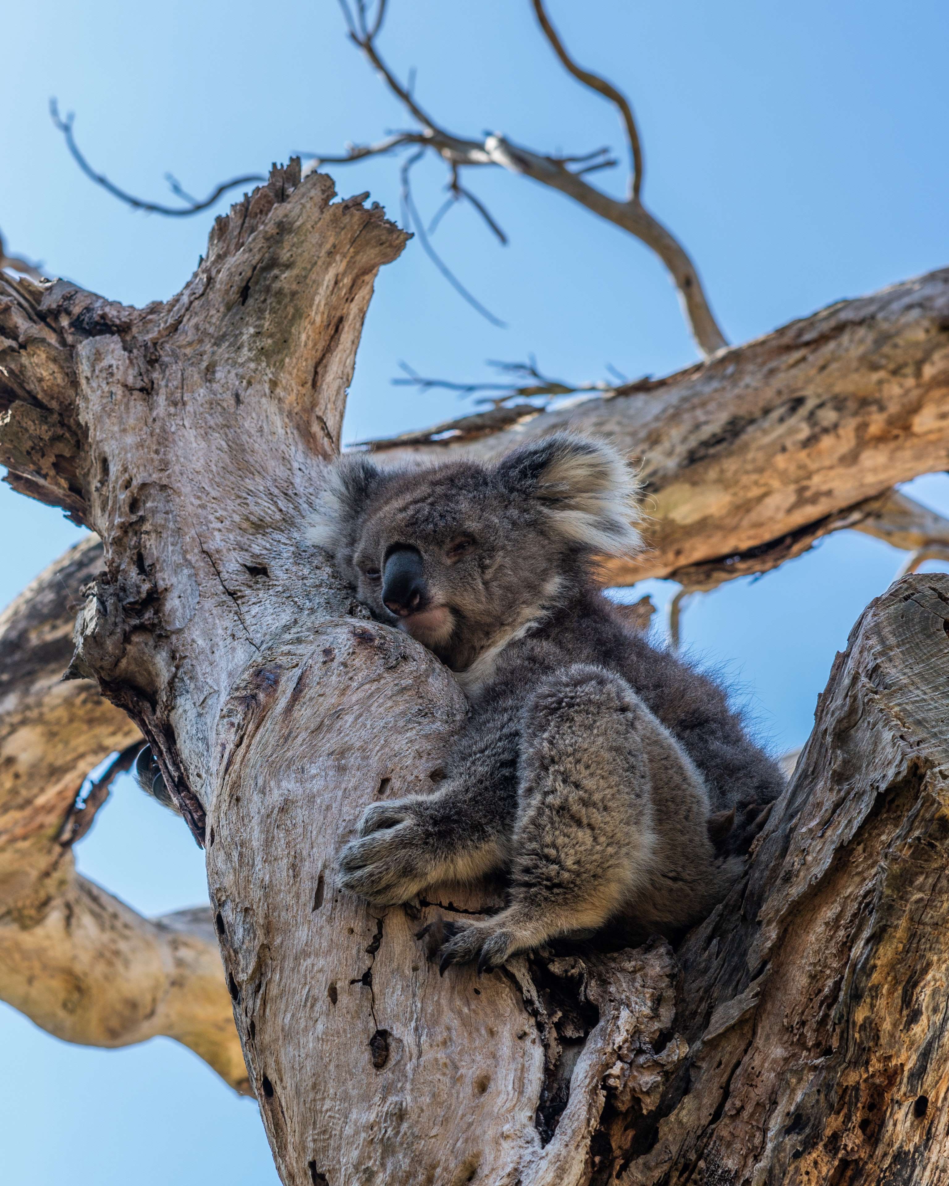 Koala in tree