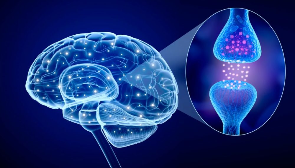 Synaptic Pruning - Why Does Your Brain Shrink as You Sleep?