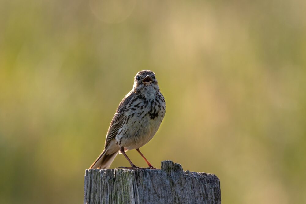 Are you a early bird?