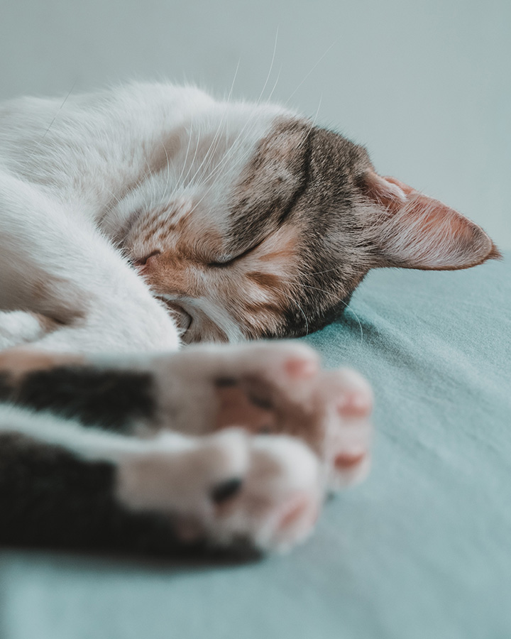 A calico cat sleeping, half-curled, on a light blue blanket.