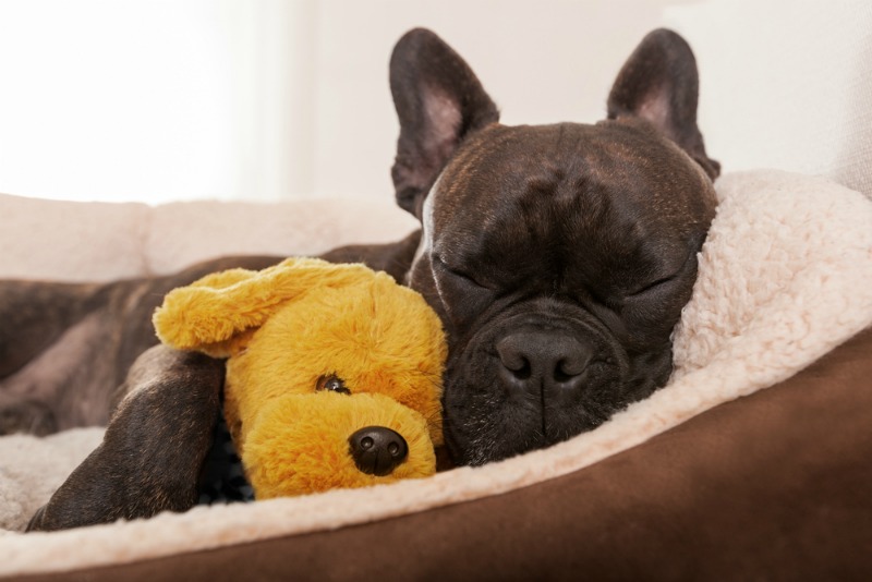 A brown dog in a white bed with a yellow dog teddy