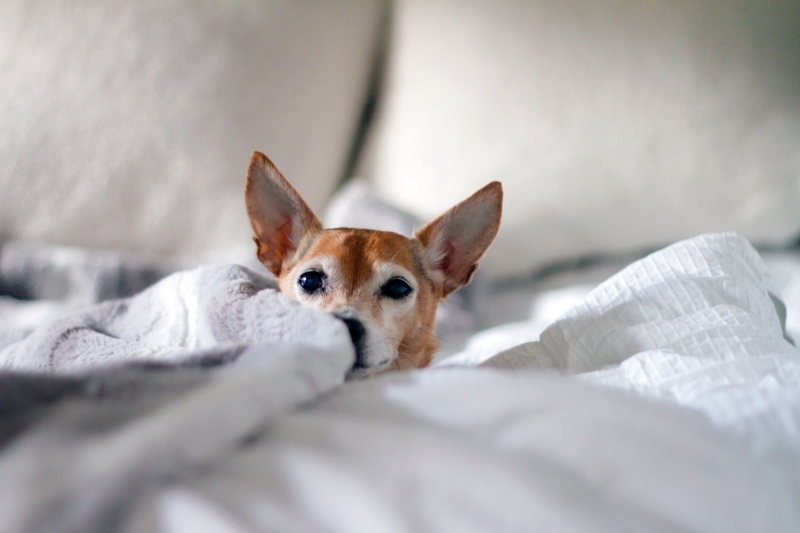 small dog wrapped in white bedding