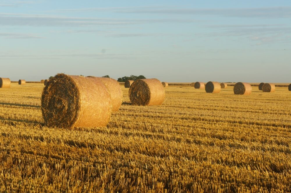 hit the hay image