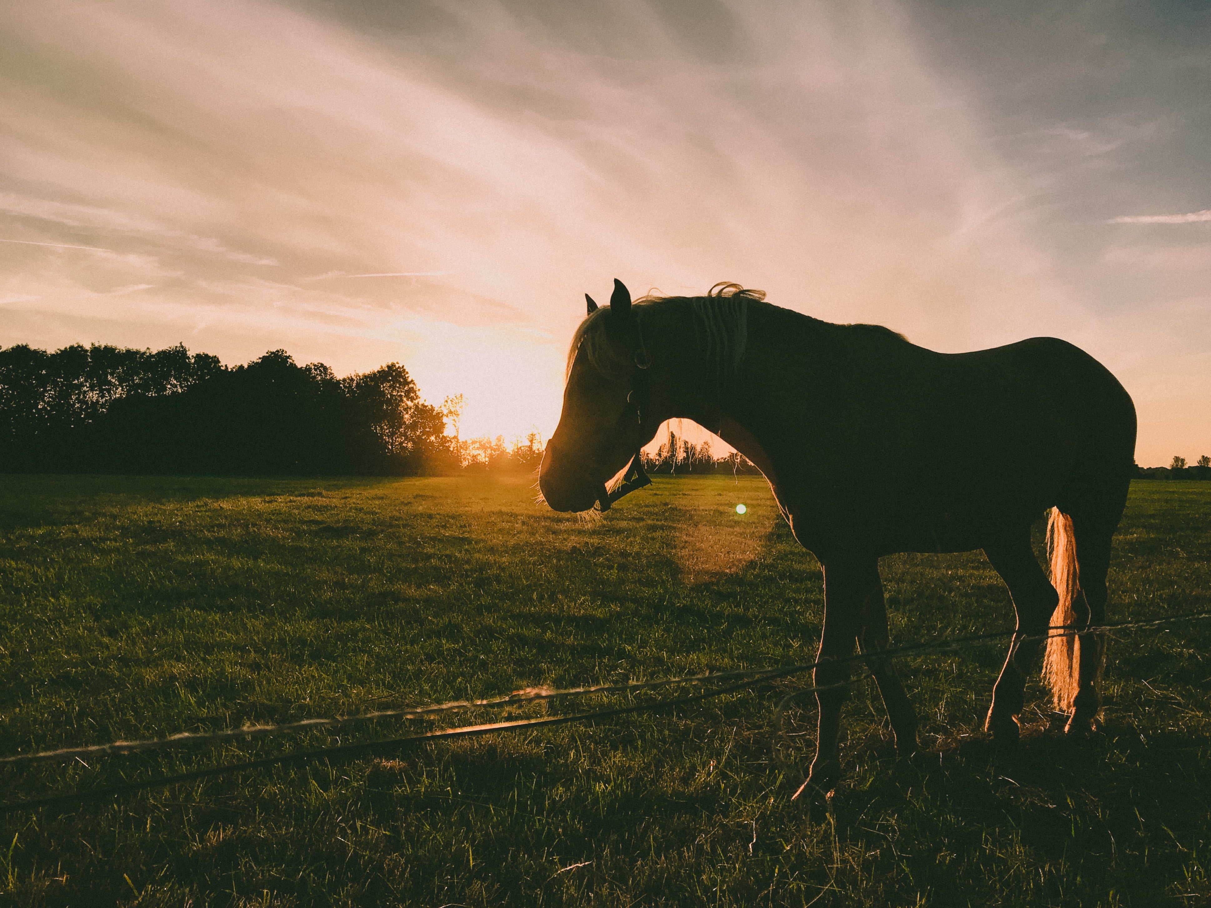 horse at sunset