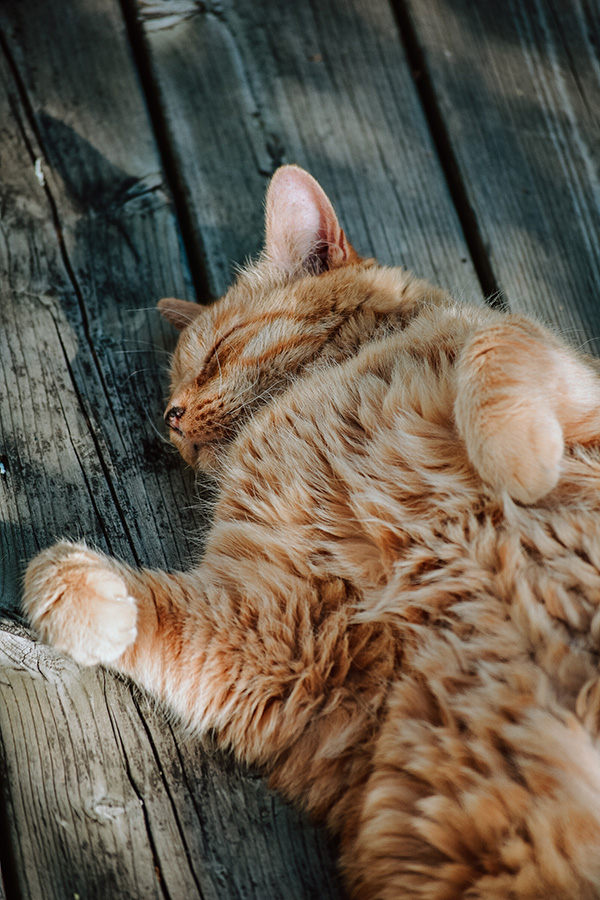 A longhaired ginger tabby sleeps belly-up on a picnic table.