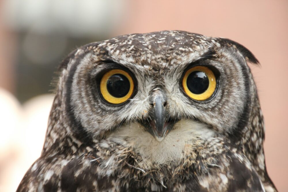 Are You a Night Owl or Early Bird?
