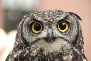 Are You a Night Owl or Early Bird?