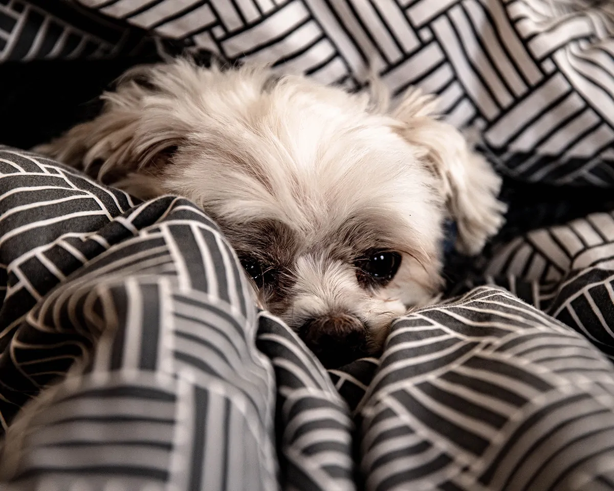 dog burrowing into duvet as its sleeping position