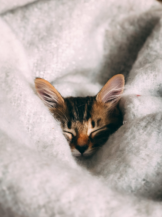 A tabby kitten asleep wrapped in a fluffy white blanket.