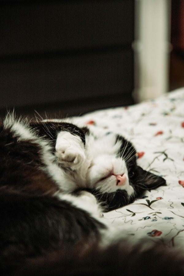 A black and white tuxedo cat sleeps, curling upwards, on a floral duvet.