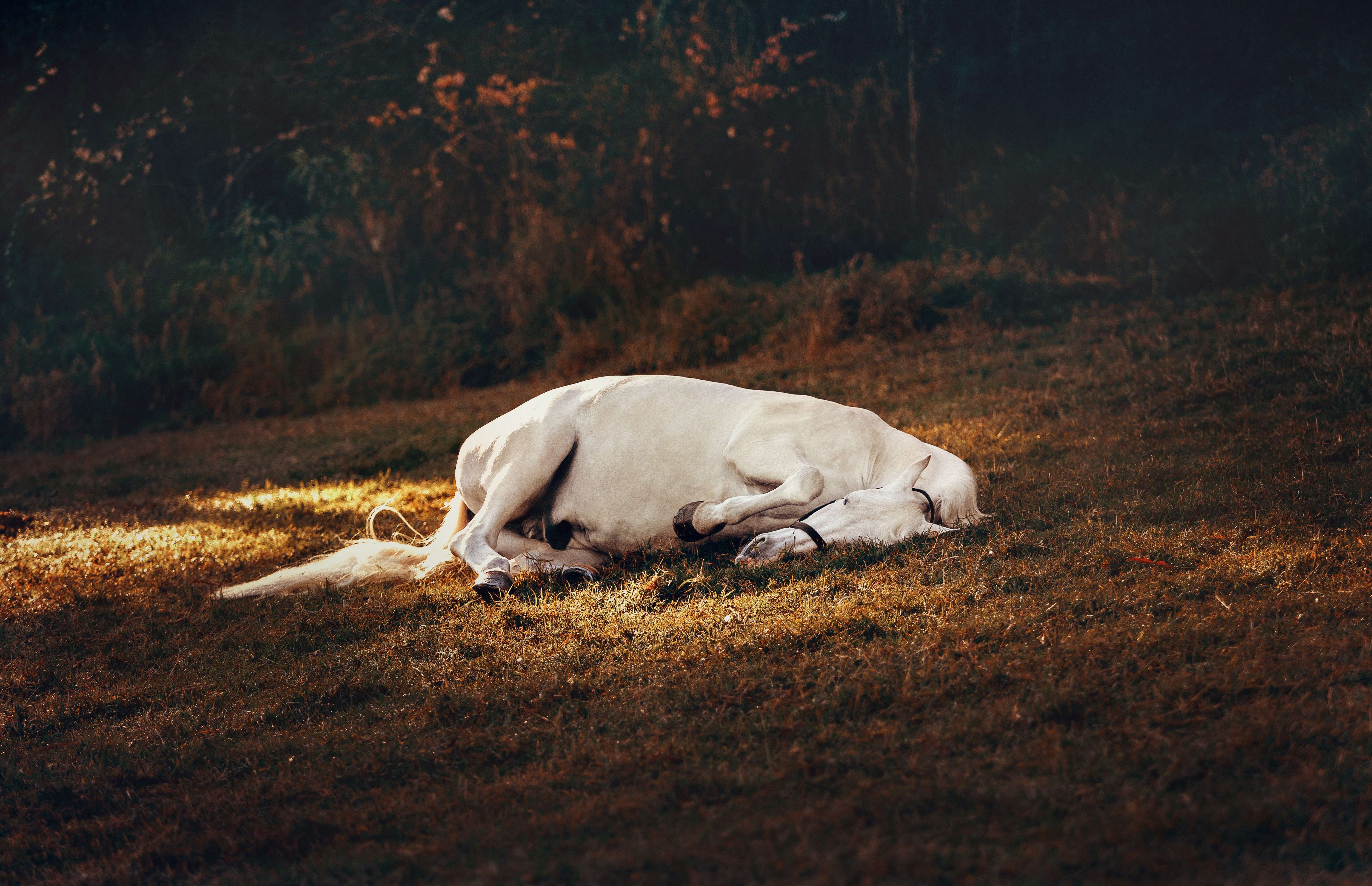 white horse sleeping