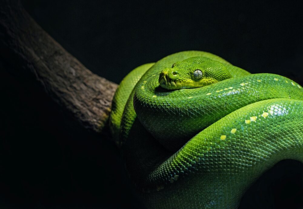What Do Dreams About Snakes Mean?