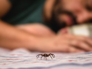 How to Keep Spiders Out of Your Bedroom